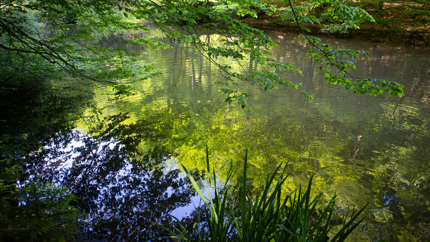 Weiher im Stephanstal an der Queich