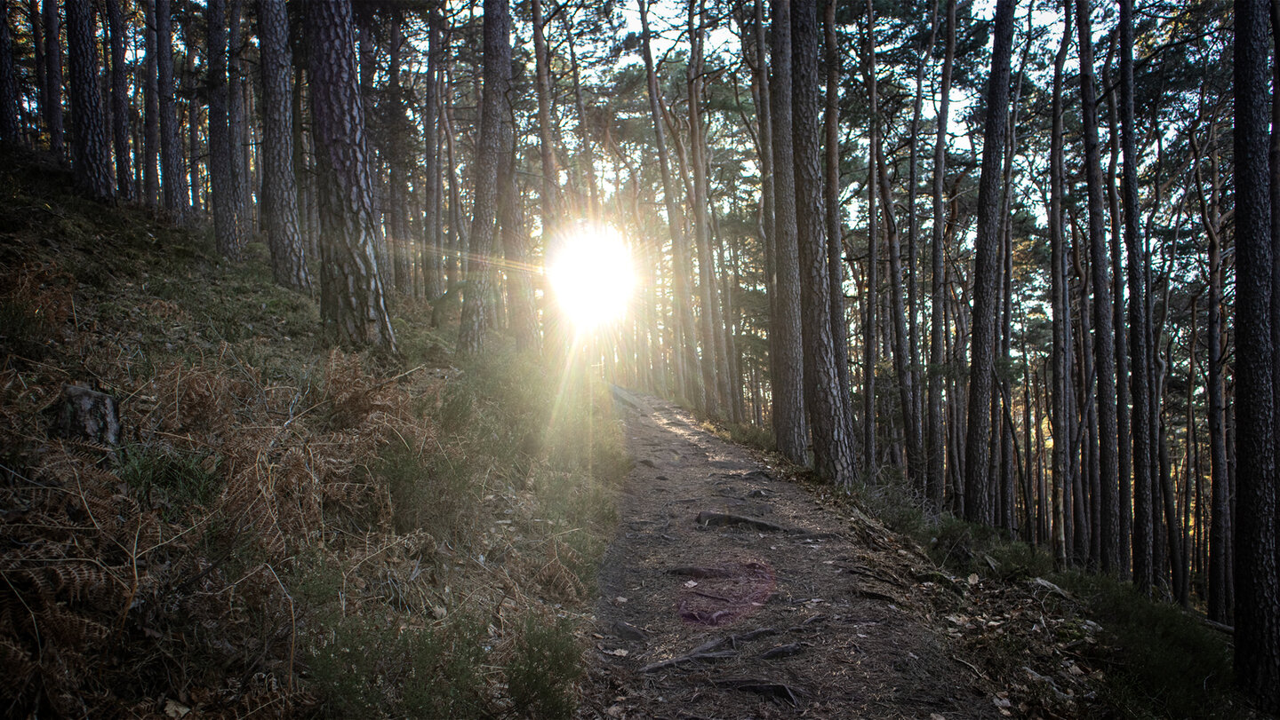 Sonne im Kiefernwald bei der Kalmit