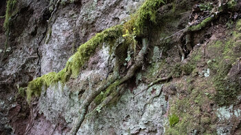 entlang der Route liegen bemooste Wurzeln auf abgetragenen Felswänden