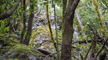 bemooste Felsen und Baumstämme prägen die Umgebung bei der Abwanderung ins Barranco del Cedro