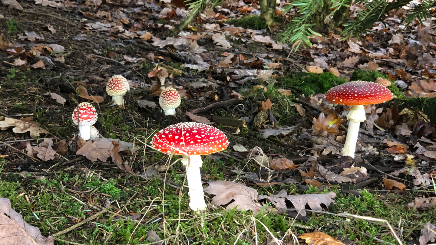 Fliegenpilze am Wegesrand Fliegenpilze am Wegesrand