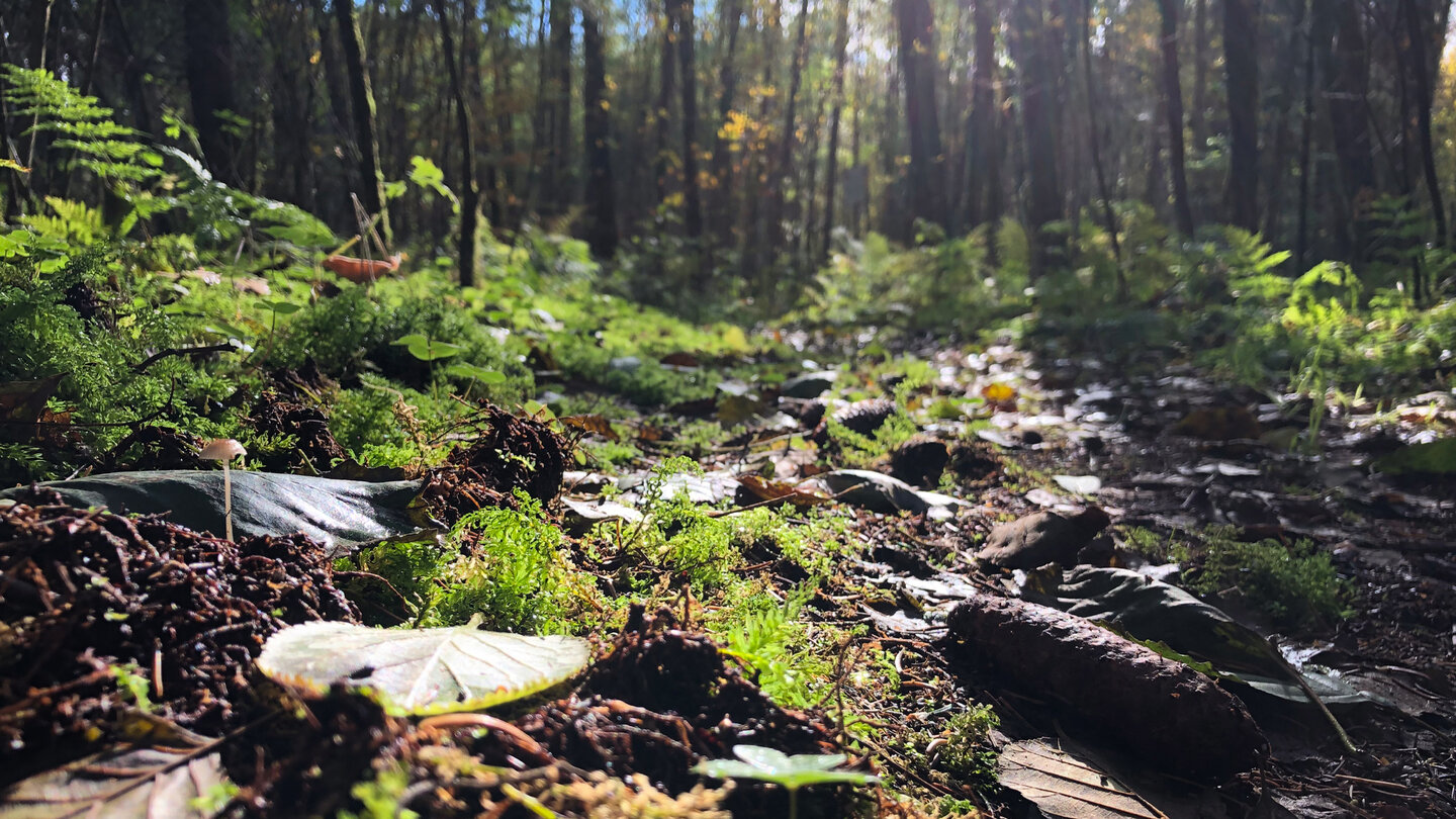 Blick in den Wald Blick in den Wald