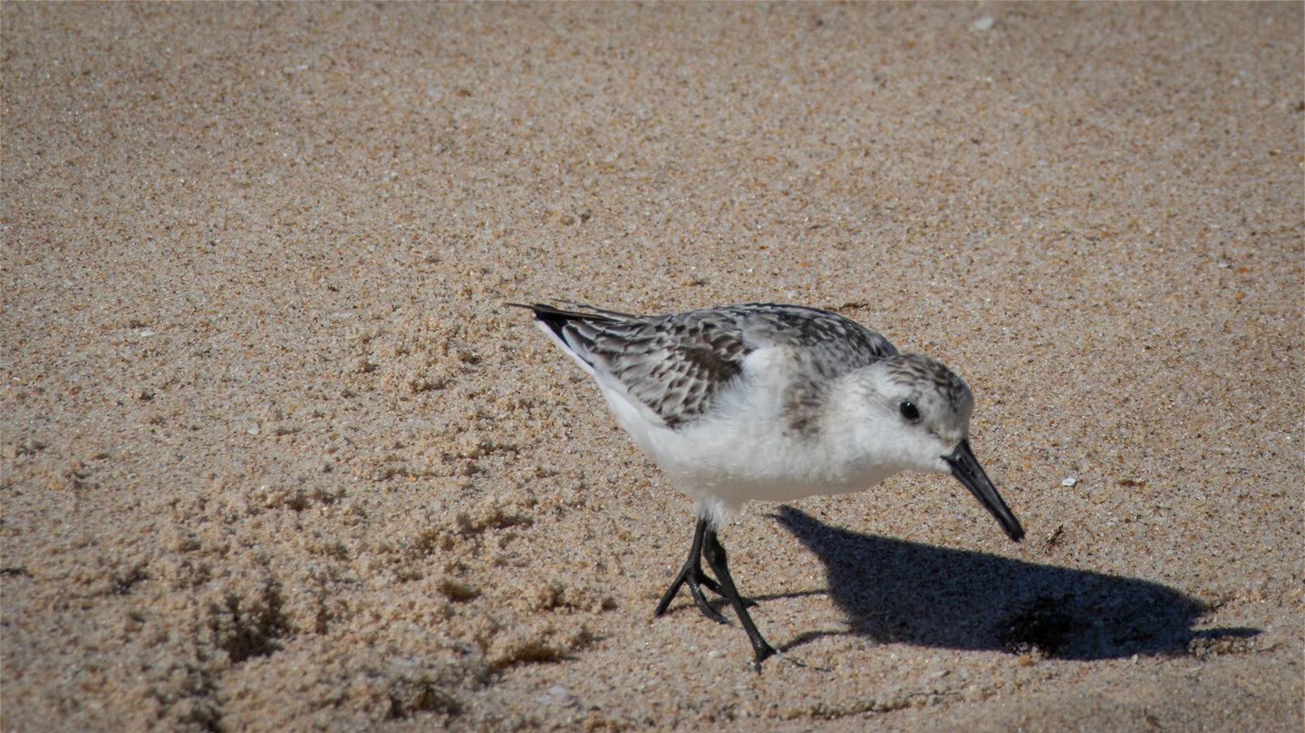 Sanderling auf Futtersuche