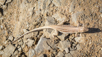 Europäischer Fransenfinger