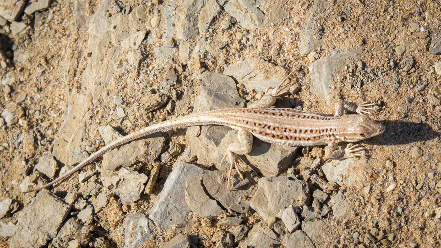 Europäischer Fransenfinger