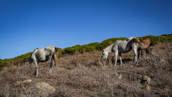 Pferde auf karger Weide