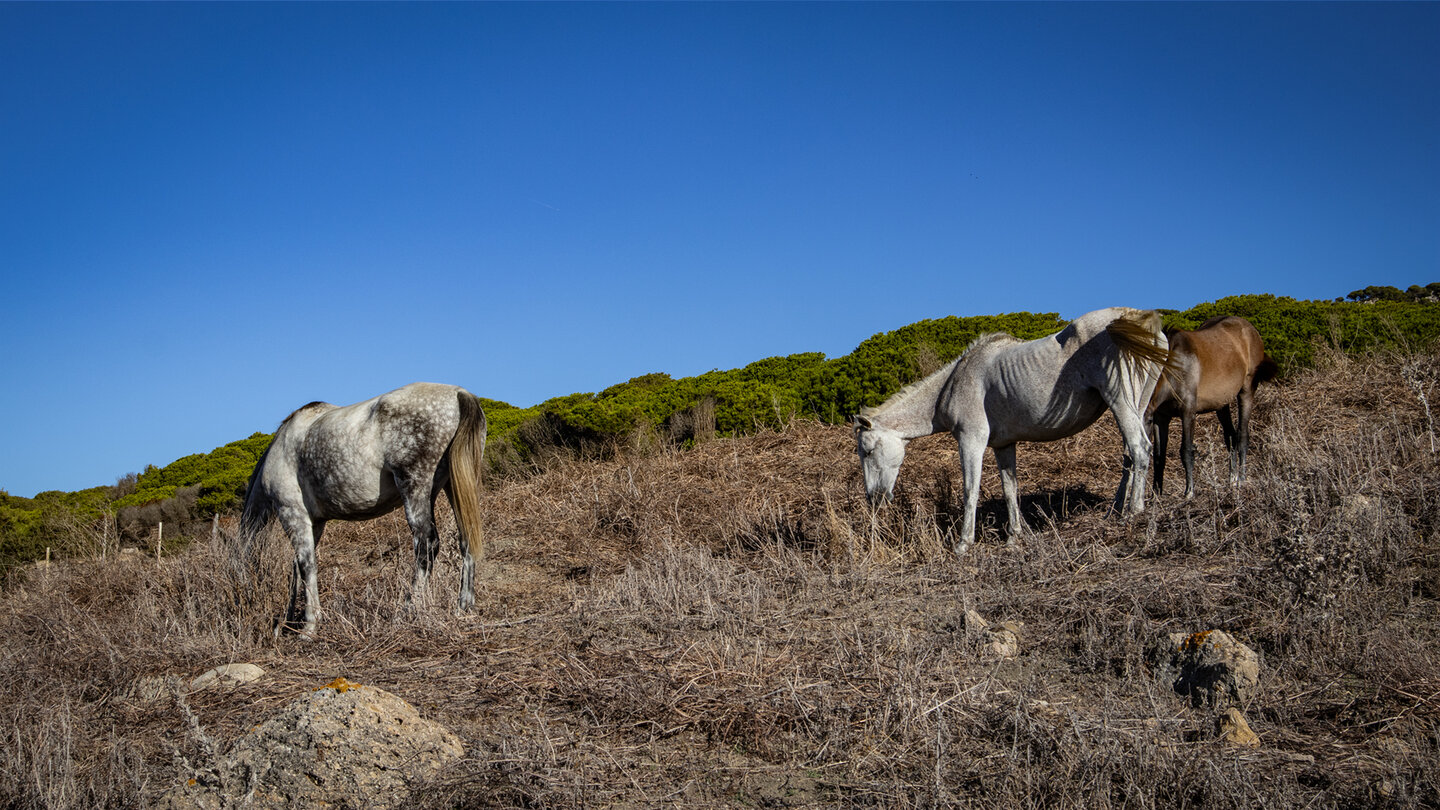 Pferde auf karger Weide