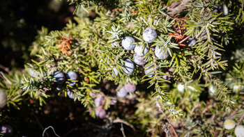 Wacholder in der mediterranen Vegetation der Küste