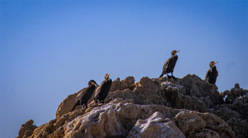 Kormorane auf den vorgelagerten Felsen an der Küste