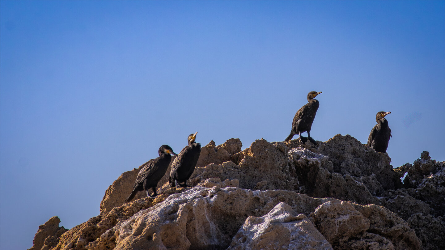 Kormorane auf den vorgelagerten Felsen an der Küste