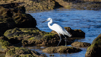 Löffelreiher im Naturpark del Estrecho