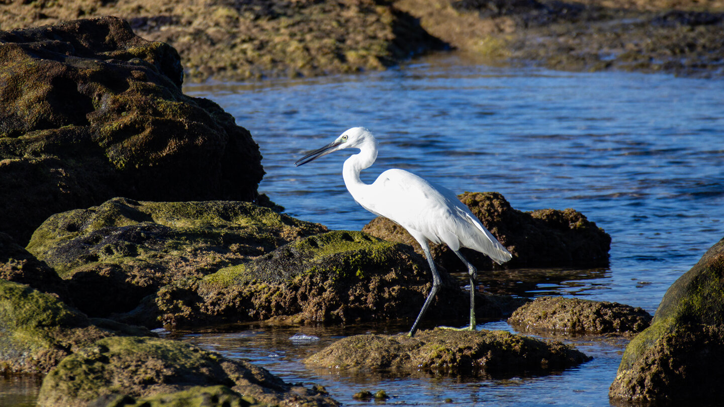 Löffelreiher im Naturpark del Estrecho