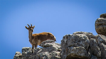 Iberischer Steinbock im El Torcal