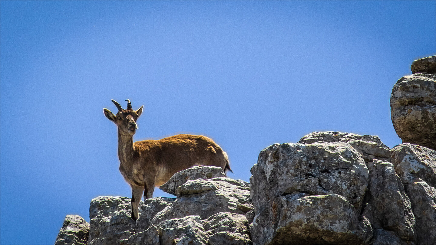 Iberischer Steinbock im El Torcal Iberischer Steinbock im El Torcal