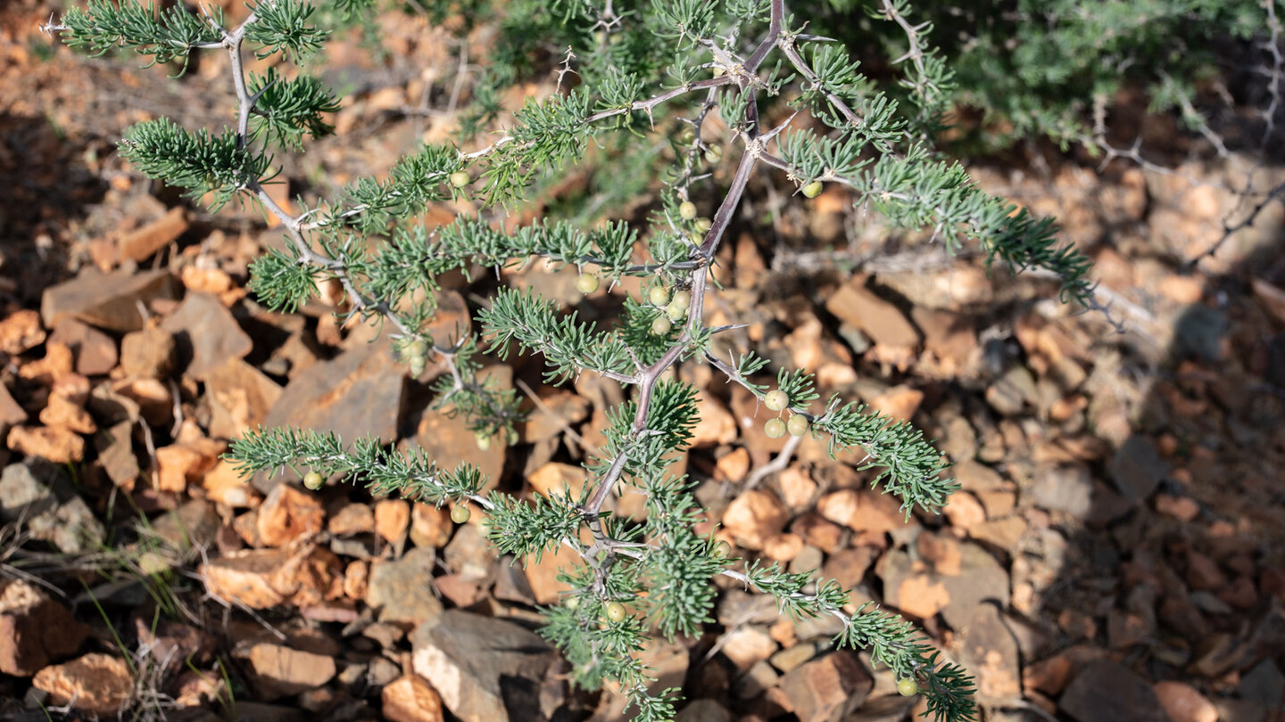 der kletternden Strauch des Asparagus pastorianus