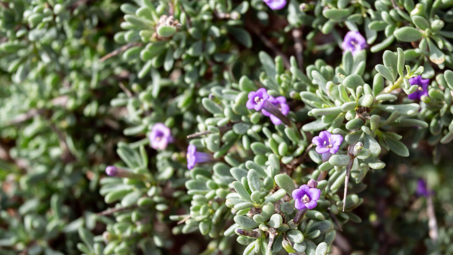 der Sukkulentenbusch des Sparrigen Bocksdorn (Lycium intricatum)