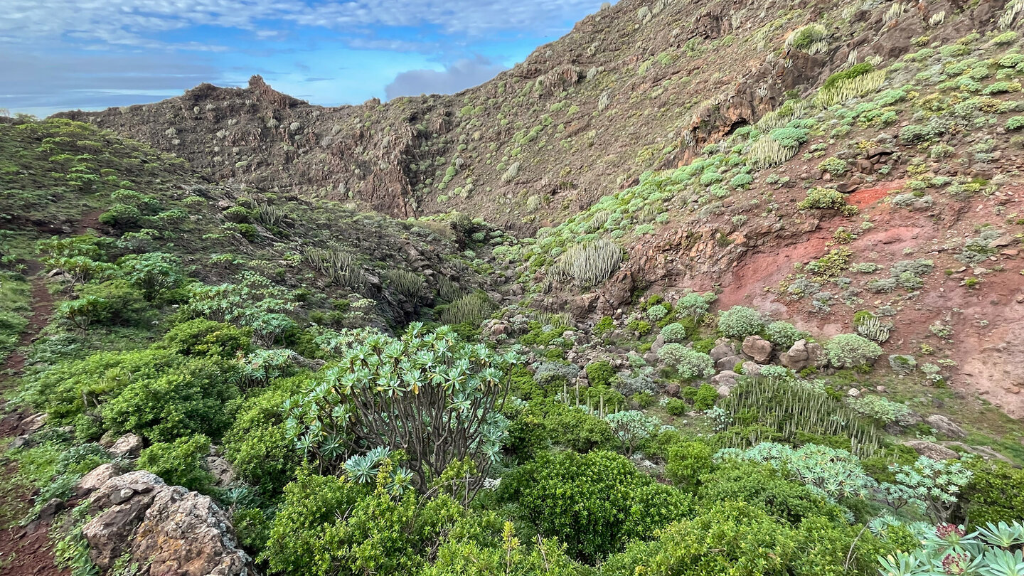 von Wolfsmilchgewächsen gesäumter Wanderpfad durch die Itobal-Schlucht