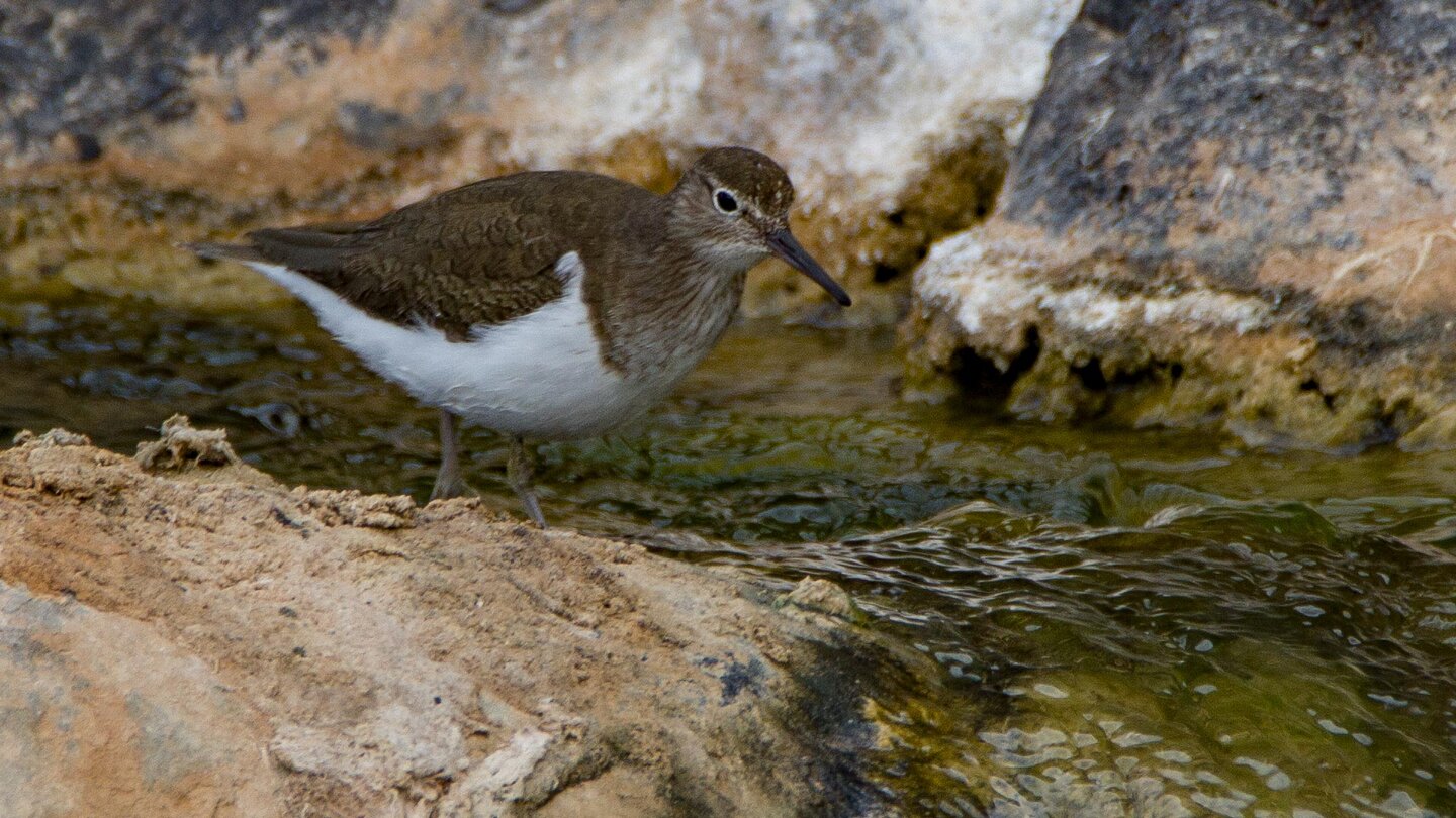 Flussuferläufer am Bachlauf