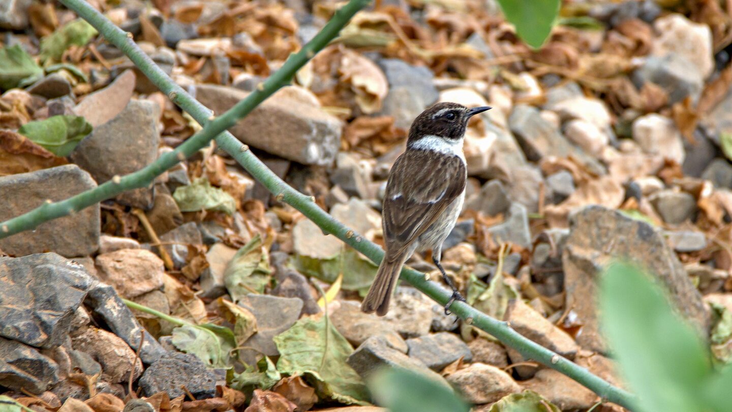 der Kanarenschmätzer (Saxicola dacotiae) kommt lediglich auf Fuerteventura vor der Kanarenschmätzer (Saxicola dacotiae) kommt lediglich auf Fuerteventura vor