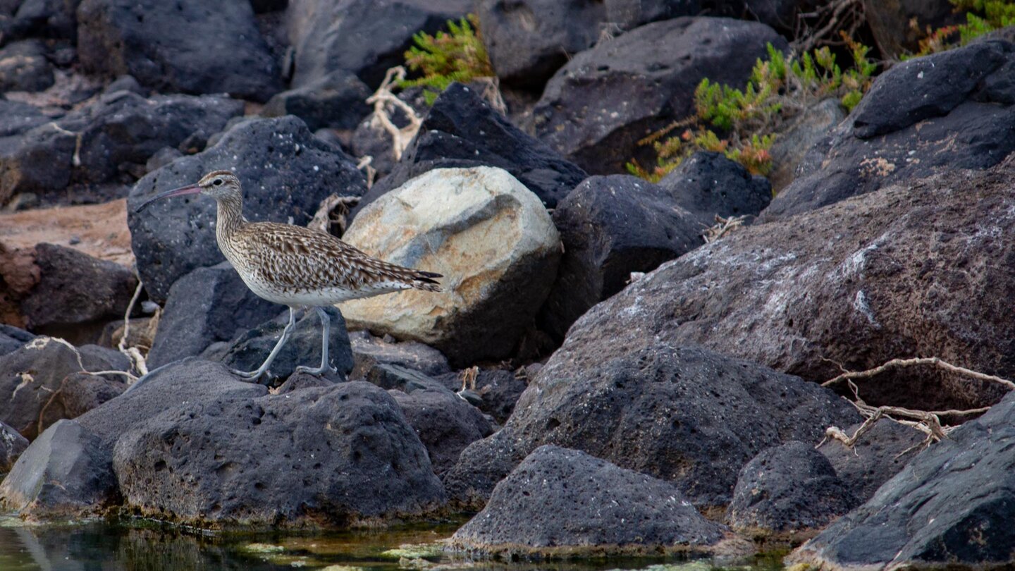 der Regenbrachvogel (Numenius phaeopus) kann in der Schlucht beobachtet werden