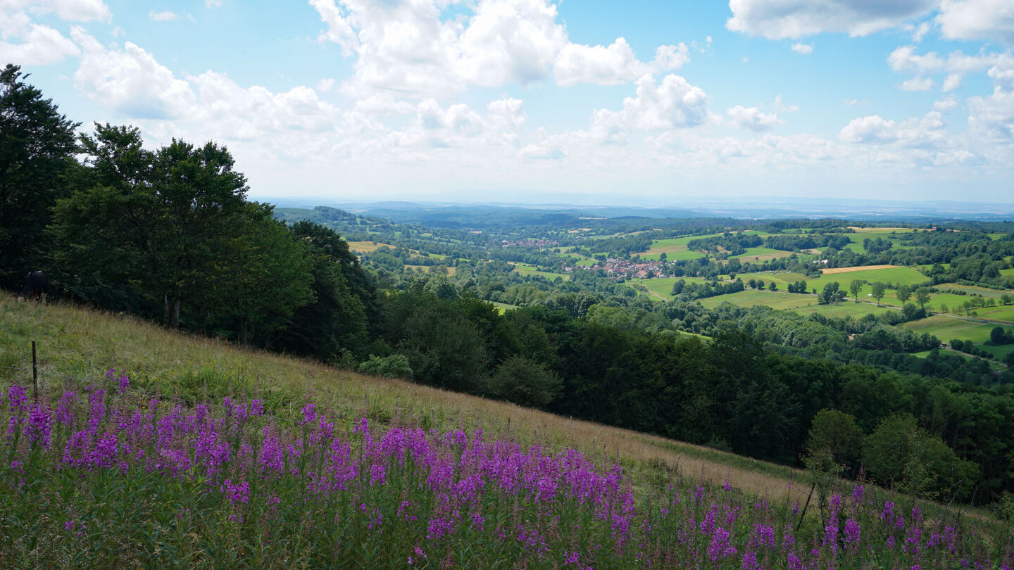 Panorama mit Weidenröschen