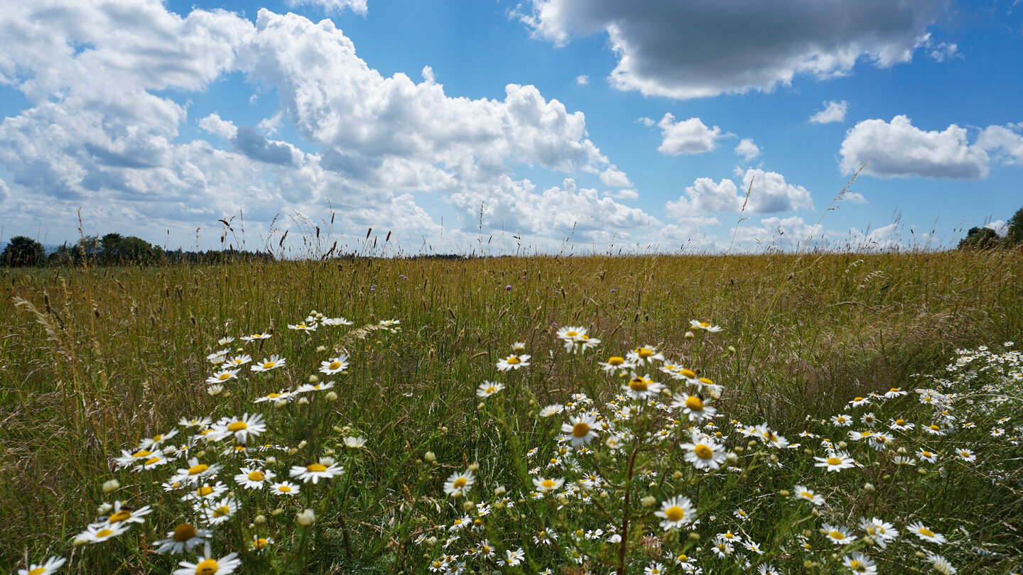 Kamillenblüten am Bergmähwiesenpfad