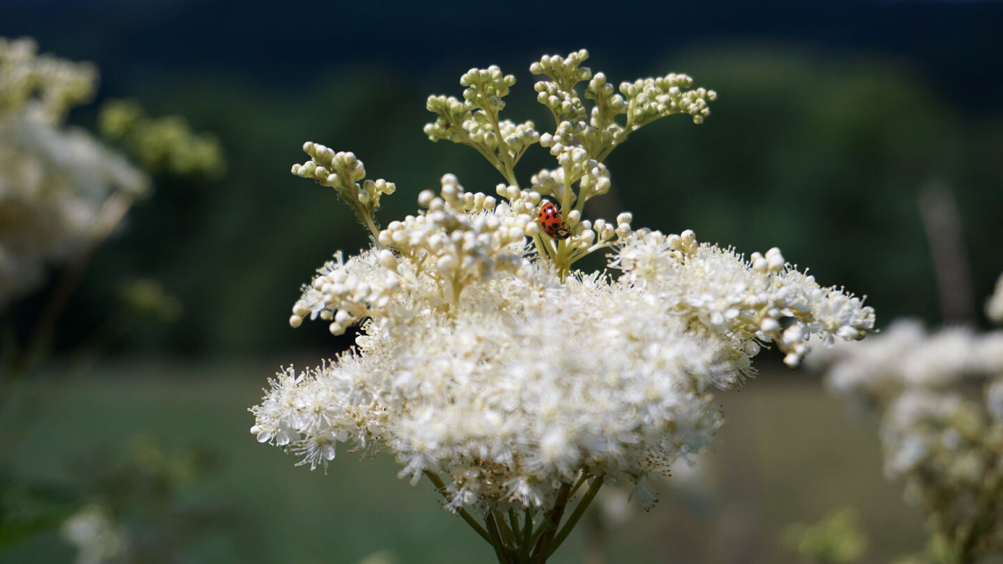 Blüte des Mädesüß