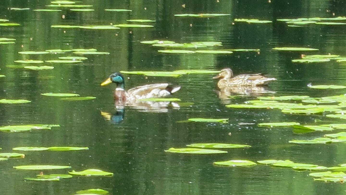 ein Stockentenpaar zwischen den Teichrosenblättern auf dem Huzenbacher See