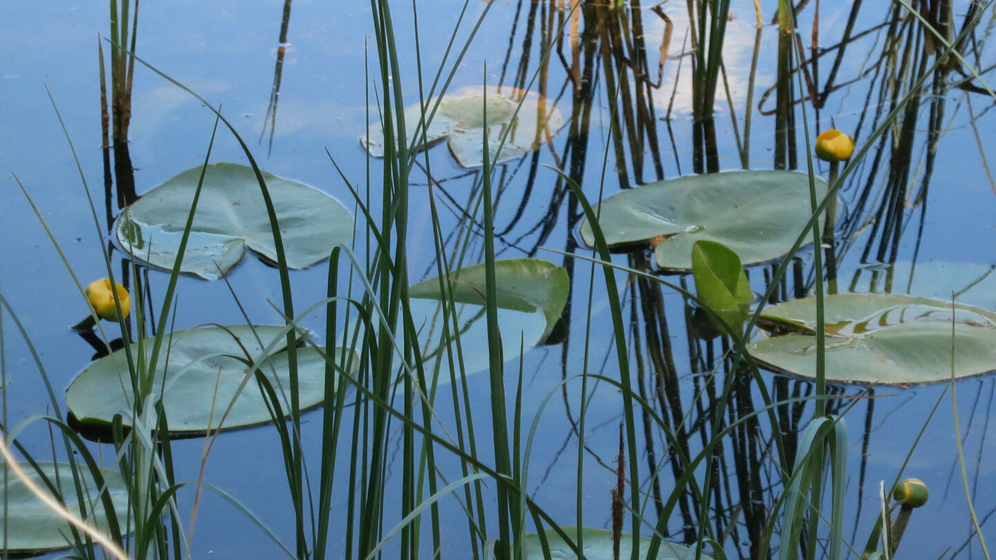 gelbe Teichrosen in den Monaten Juni und Juli auf dem Huzenbacher See