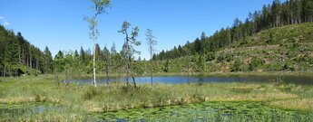 Blick über den Huzenbacher See mit Schwingrasenflächen