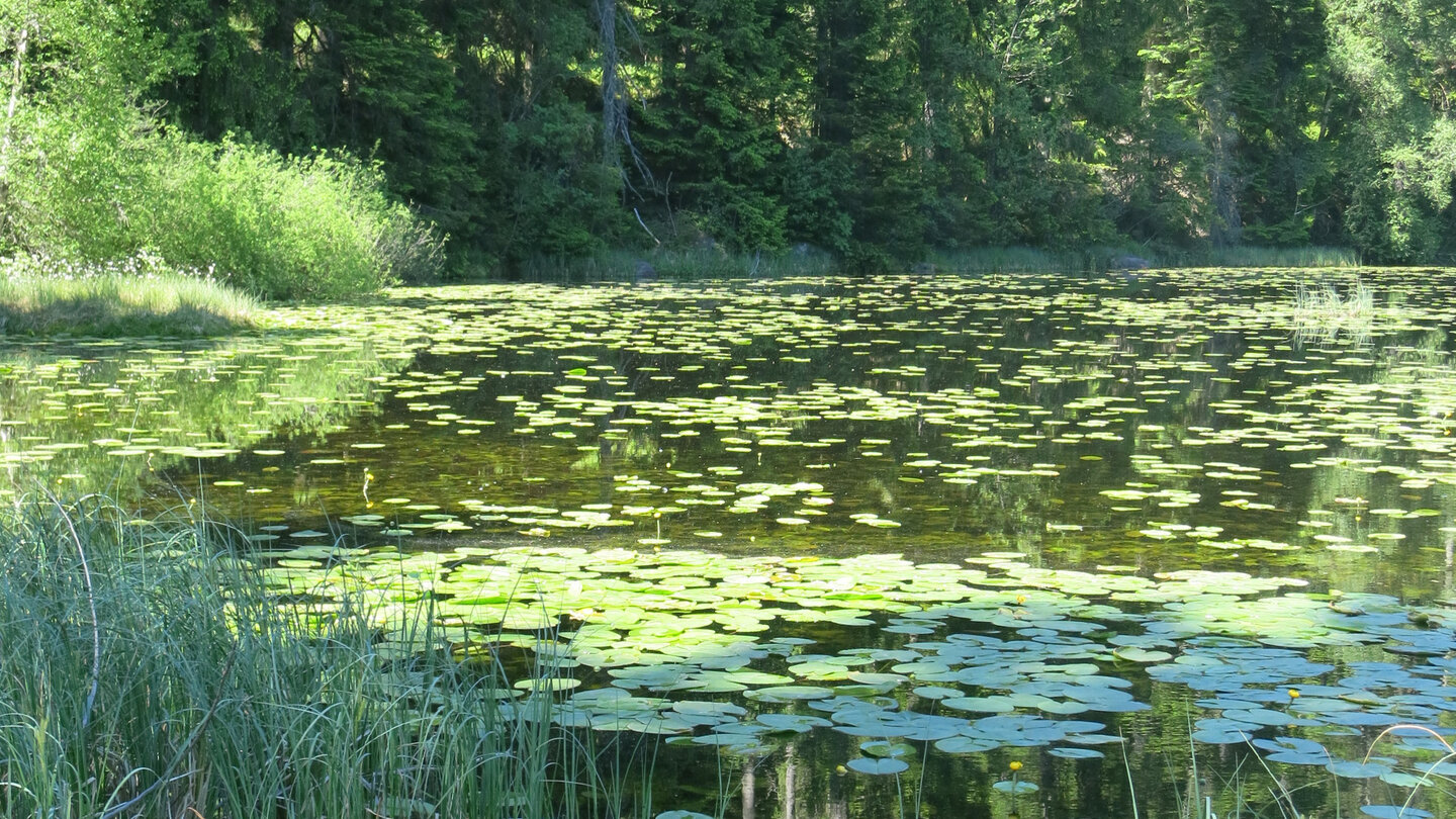 Ufervegetation am Huzenbacher See