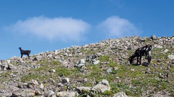 Ziegen im Ajaches-Gebirge