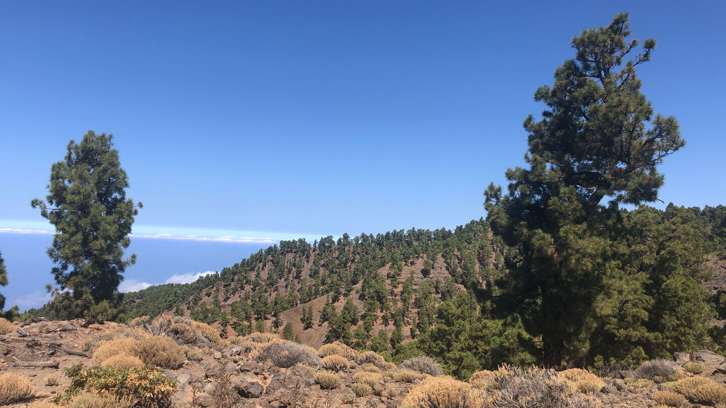 Ausblick über bewaldete Berghänge von Llano de las Animas