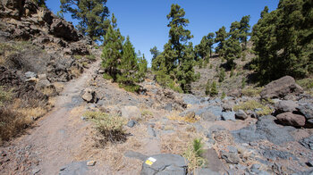 Wanderweg PR LP 11 durch die Höhenlagen La Palmas