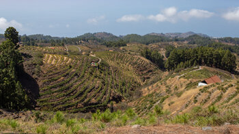 Wanderung durch die Weinbaugebiete oberhalb Puntagorda