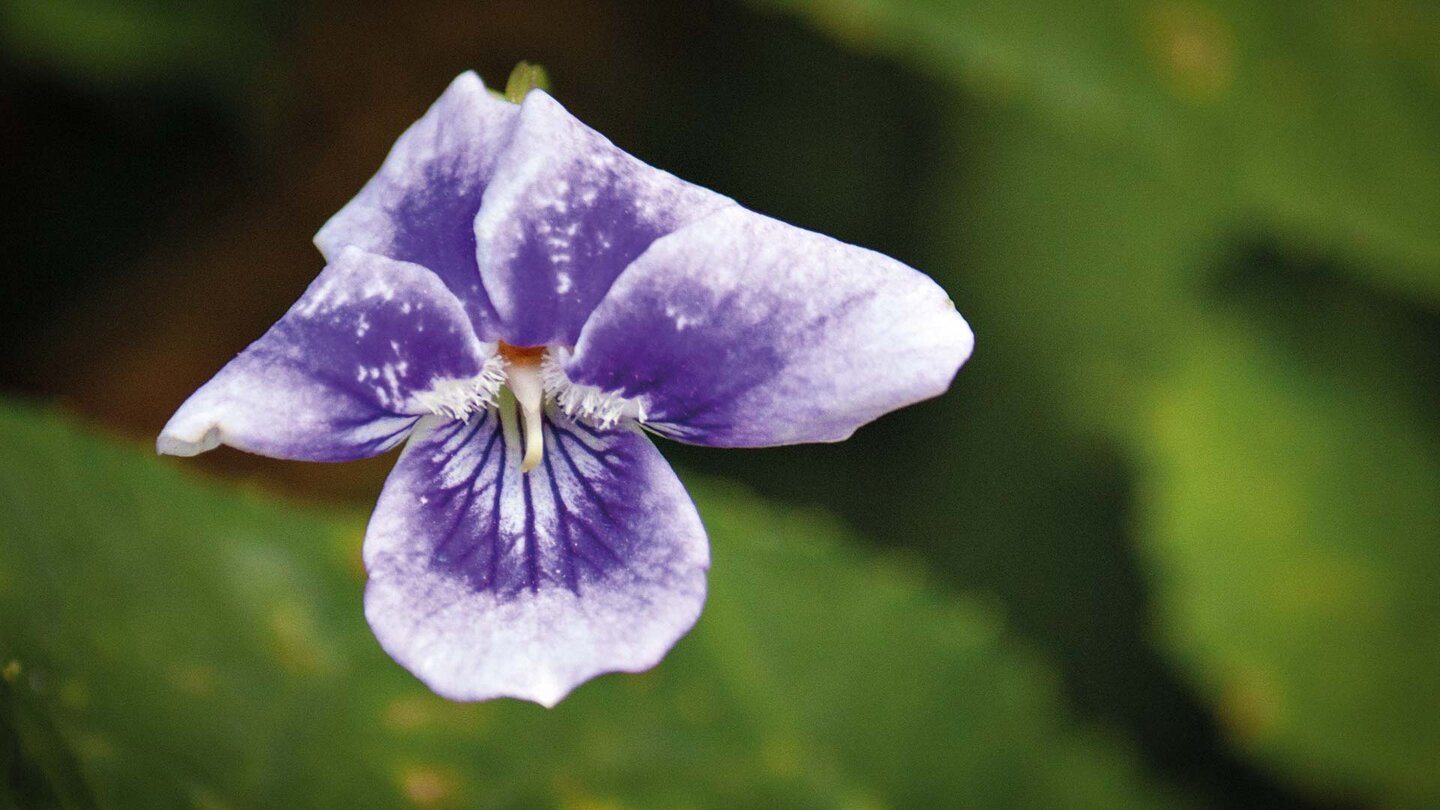 die lila-weiße Blüte des Anaga-Veilchen