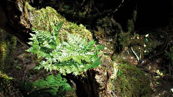 abgestorbener Baumstumpf mit Farnen und Moosen im Anaga