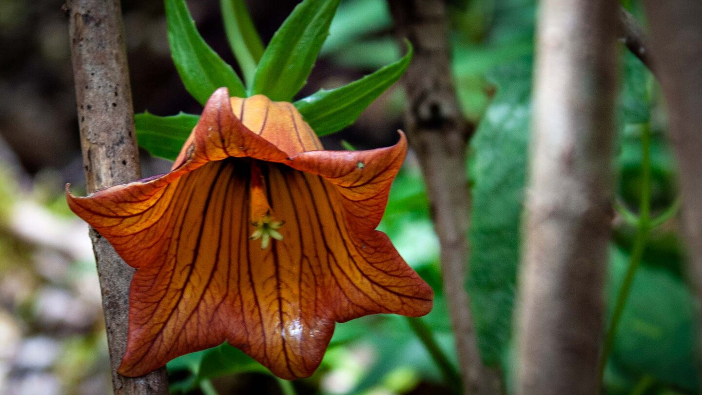 Blüte der Kanarenglockenblume im Anaga