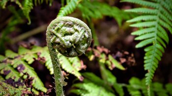 knospender Farnwedel vor dem Ausrollen auf der Wanderung im Anaga