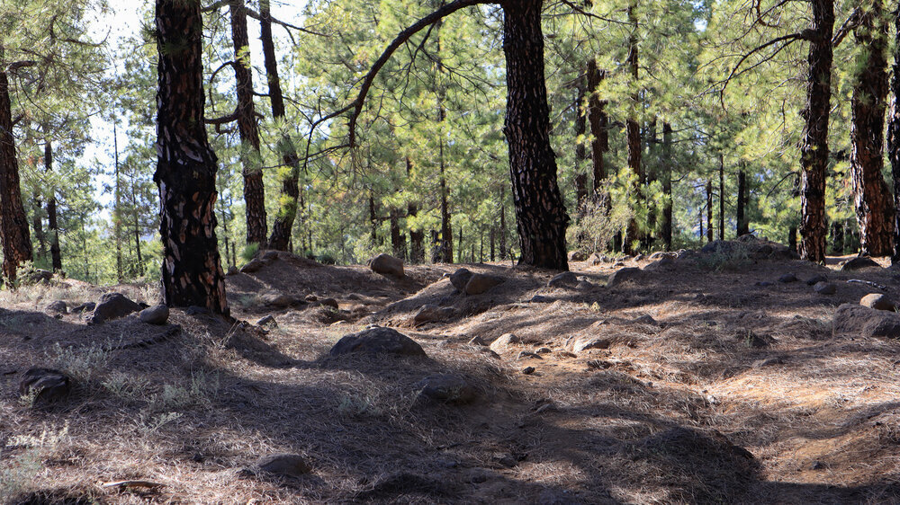 Wanderweg SL-LP 71 vom Cruz del Llano zum Risco de las Pareditas