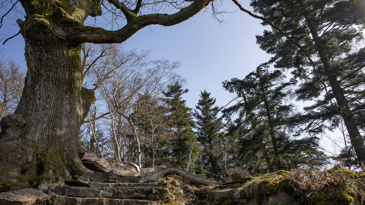 an der Battert-Eiche