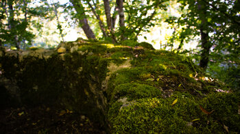 Mauerreste der Burg Hausen