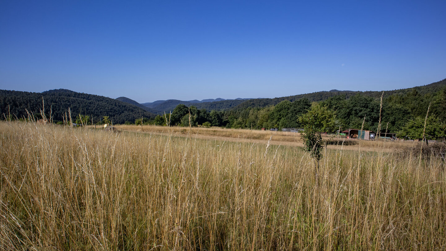Der Wanderweg führt durch die offene Kulturlandschaft rund um Vorderweidenthal.