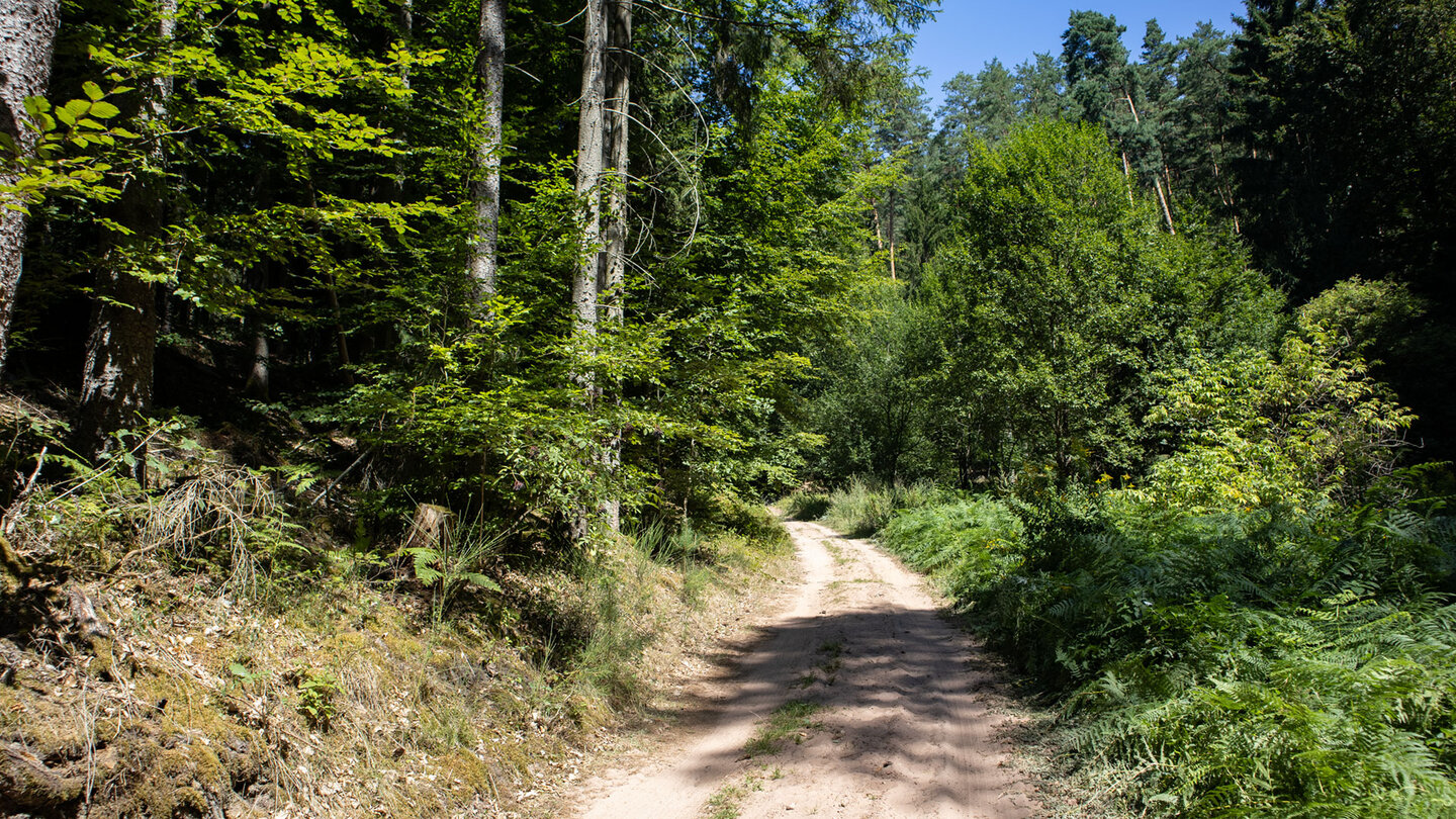 Sandiger Waldweg zwischen Laubbäumen und Farnbewuchs auf dem Rückweg der Winterkirchel-Tour nach Erfweiler