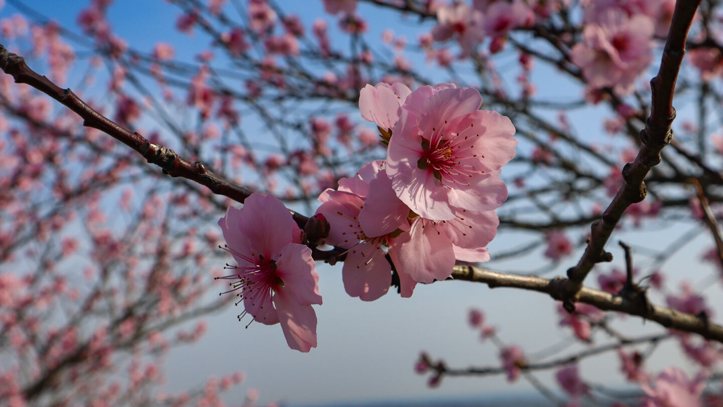 Mandelblüte – Blütenspektakel in der Pfalz