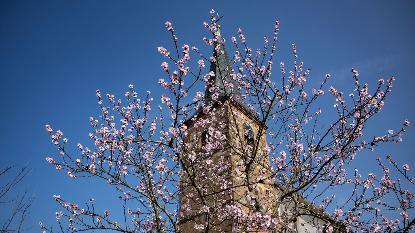 Mandelblüte in Dörrenbach