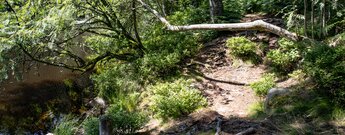 Bäume ragen über den Wanderpfad entlang des Glaswaldseesbei Bad Peterstal