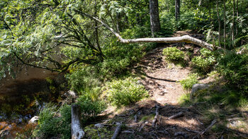 Bäume ragen über den Wanderpfad entlang des Glaswaldseesbei Bad Peterstal