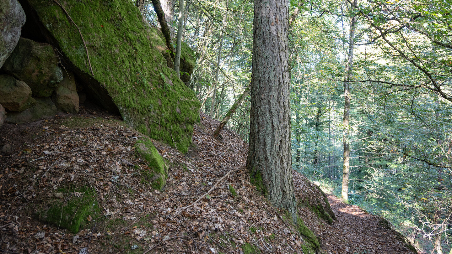 Wanderpfad auf dem Schloßberg bei Wilgartswiesen Wanderpfad auf dem Schloßberg bei Wilgartswiesen