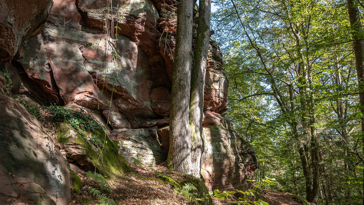 Wanderweg am Burgfels der Falkenburg im Pfälzerwald Wanderweg am Burgfels der Falkenburg